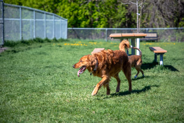 River Oaks Dog Park photo 1